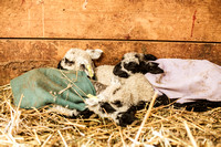 Sheep Shearing - Susan's Fiber Arts